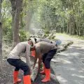 Polres FloresTimur membersihkan pohon tumbang akibat erupsi Lewotobi