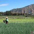 Pemprov NTB mewanti-wanti petani tanam komoditi pertanian tahan cuaca