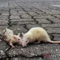 Satu warga Kota Kupang terjangkit Hantavirus dari tikus