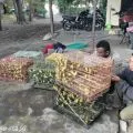 BKSDA NTT menggagalkan pengiriman 1.260 ekor burung dilindungi ke Surabaya
