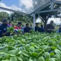 Pertamina hadirkan Wayame Hydro Bae di Ambon guna tingkatkan ekonomi masyarakat