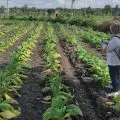 Tanaman tembakau di Lombok Tengah rusak akibat cuaca ekstrem