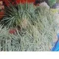 Peduli Banjir mataram, Relawan Sembalun salurkan bantuan sayur untuk dapur umum