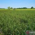 Pemerintah bangun sumur bor untuk para petani di Natuna