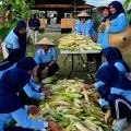 Lanud Natuna berhasil produksi jagung pulut ketat putih