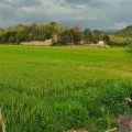 BMKG imbau petani di Manggarai Barat mewaspadai dampak suhu rendah