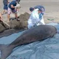 Seekor mamalia dugong mati terdampar di Perancak-Jembrana