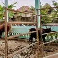 UPTD RPH Batam pastikan daging segar sehat dan layak dikonsumsi