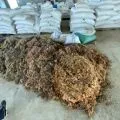 Budidaya rumput laut bisa jadi peluang sejahterakan warga pesisir di Kepri
