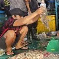 BI: kelembagaan nelayan kunci pengembangan sektor perikanan Papua