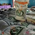 Pemkab Natuna pastikan kualitas beras bantuan pangan layak dikonsumsi