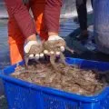 Penerapan CBIB pacu produktivitas budidaya udang di Kebumen