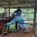 DKPP Bintan vaksinasi 200 ternak sapi guna cegah penyebaran PMK
