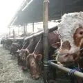Dharma Jaya impor 750 sapi bantu jaga stabilitas pangan