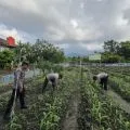 Polres Lingga kelola lahan perhutanan sosial untuk program ketahanan pangan