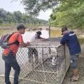 Aceh steps up crocodile hunt in Krueng Meurebo River
