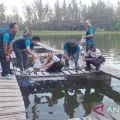 15,000 tilapia fingerlings released in old tin mine