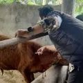 Pemko Batam lanjutkan vaksinasi PMK tahap dua untuk 400 hewan ternak