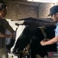 Dinas Pertanian Kudus terima tambahan vaksin  1.300 dosis PMK