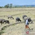 Sembilan daerah di NTB berstatus siaga darurat kekeringan