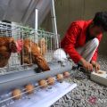 Indonesia calls on universities to boost research, innovation
