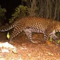 Penanganan macan tutul kabur di Lembang tak boleh main-main