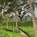 Agro Wisata  Tambi Wonosobo masuk enam besar WIA 2025