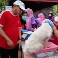 Maros gelar vaksinasi gratis untuk tekan rabies