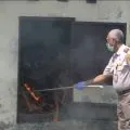 Karantina Papua musnahkan ayam tanpa sertifikat cegah penyakit