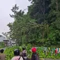 DLHK Kota Jayapura menebang pohon di pinggir jalan demi keselamatan warga