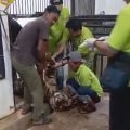 Seekor harimau sumatera ditemukan mati karena pendarahan otak