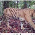 TNBT berhasil rekam empat individu harimau