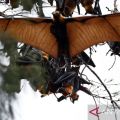Hindari Virus Nipah, warga diminta tidak konsumsi buah yang terbuka