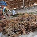 Indonesia builds seaweed research hub in Ekas Bay, East Lombok