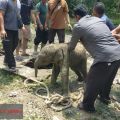 10 gajah ngamuk di Siak, ternyata demi selamatkan anak yang masuk tangki septik