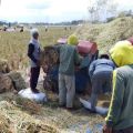 Safeguarding rice production as dry season and El Nino loom
