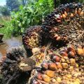 Harga TBS sawit di Riau turun, jadi di bawah Rp4.000 per kg