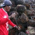 Indonesia sees palm oil fruit prices recovering soon