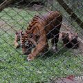 Taman Safari Indonesia welcomes four rare Sumatran tiger cubs