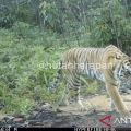 Harimau sumatra terekam kamera jebak di hutan harapan