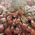 BBRMP Maluku kembangkan benih bawang merah varietas Tajuk di Maluku Tengah