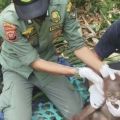 Indonesia relocates 3 endangered orangutans amid severe dry season