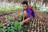 Petani di Aceh Tengah kembang alpukat unggul untuk gantikan kopi
