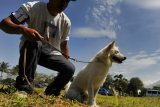 Anjing kintamani mendapat pengakuan dunia