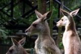Seekor kanguru serang perempuan lansia di Australia