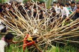 BADUNG, 24/10 - Dua pemuda terjerembab ke sawah saat tradisi 