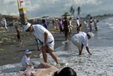 Gianyar (Antara Bali) - Beberapa Umat Hindu mengambil air laut yang diyakini dapat melebur  wabah/hama terutama di lahan pertanian saat upacara 