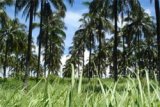Apeksu: Petani Kelapa Harus Dibantu