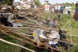 Badung (Antara Bali) - Beberapa warga terjerembab ke sawah saat tradisi 