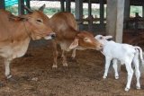 Banjarmasin, 18/5 - SAPI BRAHMAN CROSS, Alam Provinsi Kalimantan Selatan memiliki potensi yang cukup baik sebagai tempat pengembangan ternak sapi termasuk jenis Brahman Cross. Melalui program pengembangan masyarakat sekitar (CSR atau CD) perusahaan tambang batu bara PT Adaro Indonesia melakukannya untuk pengabdian dan kepedulian. FOTO ANTARA/AHM-180510